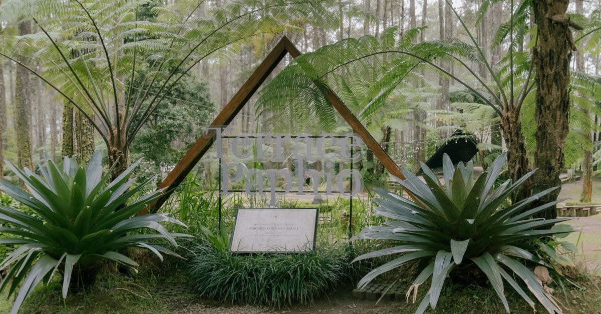 Bogor Travel Guide: A Quieter Green Escape from Jakarta Scenic entrance of Taman Pinus with lush greenery and ferns in a tranquil forest setting.