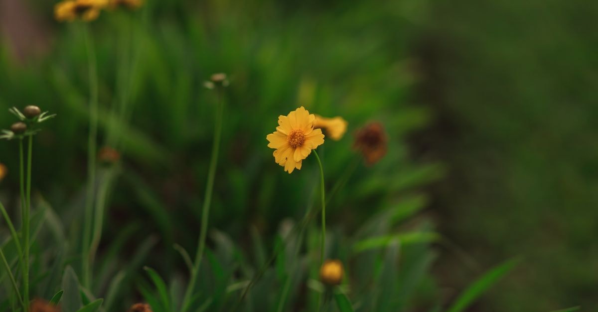 Tulip Inn Hotel in Bauru: Rooftop Pool and Rooms Steps from Bauru Mall Close-up of vibrant yellow flowers in a lush meadow in Brazil, showcasing natural beauty and tranquility.