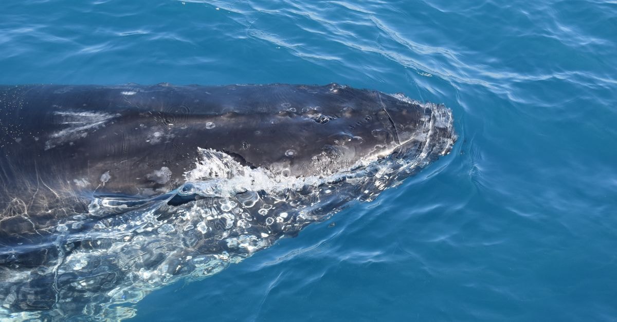 Freshwater BnB in Hervey Bay: A Scarness Bed & Breakfast Detailed view of a humpback whale surfacing in Hervey Bay, Australia.