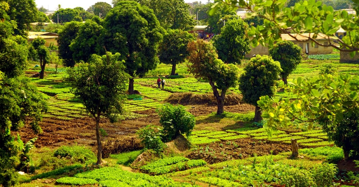 Hôtel Laafi in Tenkodogo: 42 Air-Conditioned Rooms and 9 Apartments Lush green farmland with trees in Tenkodogo, exhibiting a rural landscape.