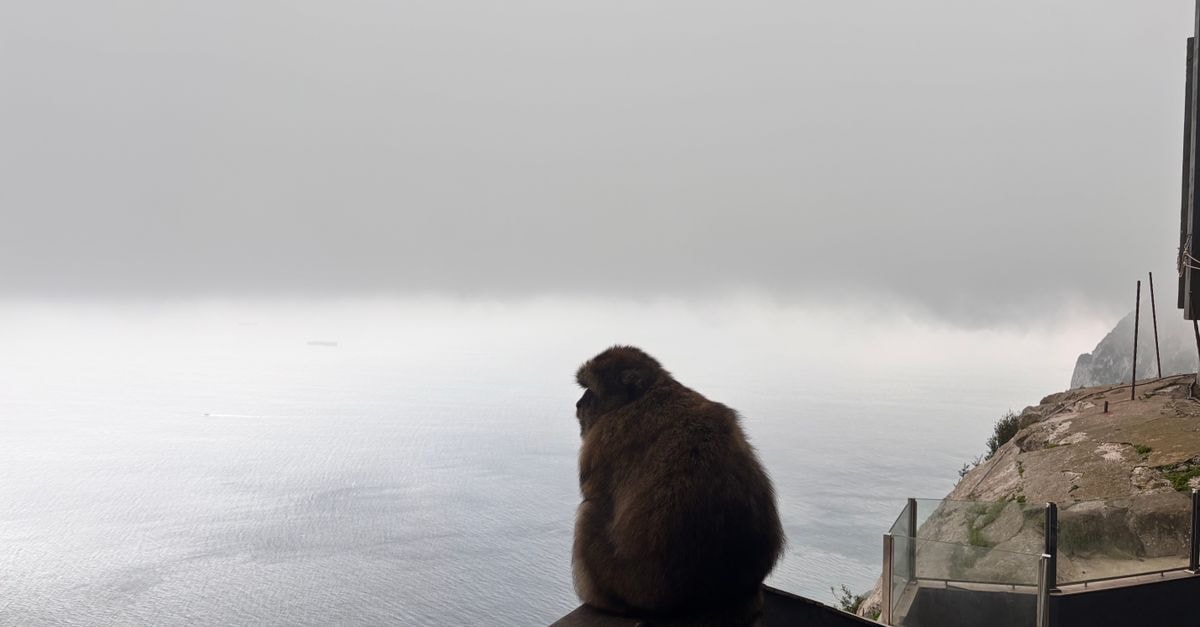 Sunborn Gibraltar Yacht Hotel in Gibraltar: A Yacht-Stay on Ocean Village A lone Barbary macaque sits on a ledge gazing over a foggy coastal landscape.