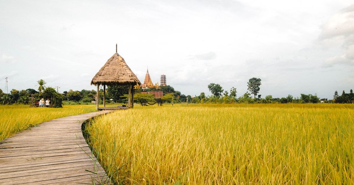 A Slow Kanchanaburi Travel Guide for First-Time Visitors A scenic pathway leads through lush golden rice fields to a distant temple, under a bright sky.