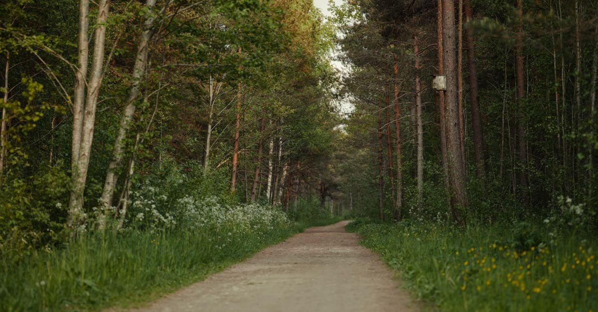 A scenic forest pathway surrounded by lush green trees and wildflowers, perfect for a peaceful walk.