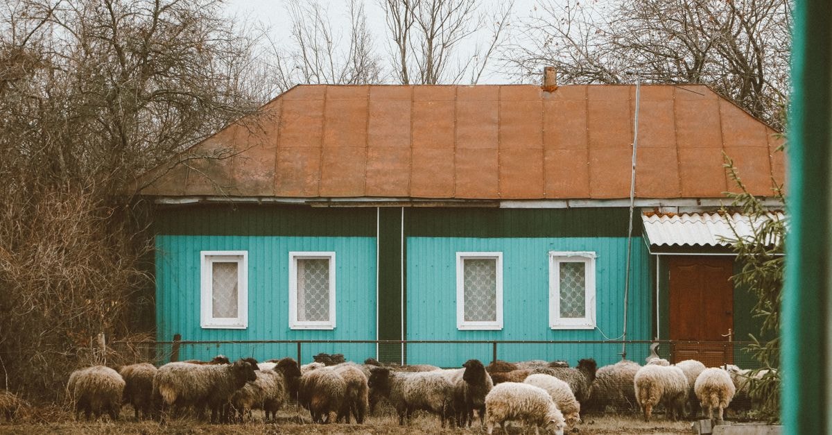 Slow Days in Drochia: A Northern Moldova Travel Guide A rural scene with a flock of sheep grazing in front of a rustic teal house.