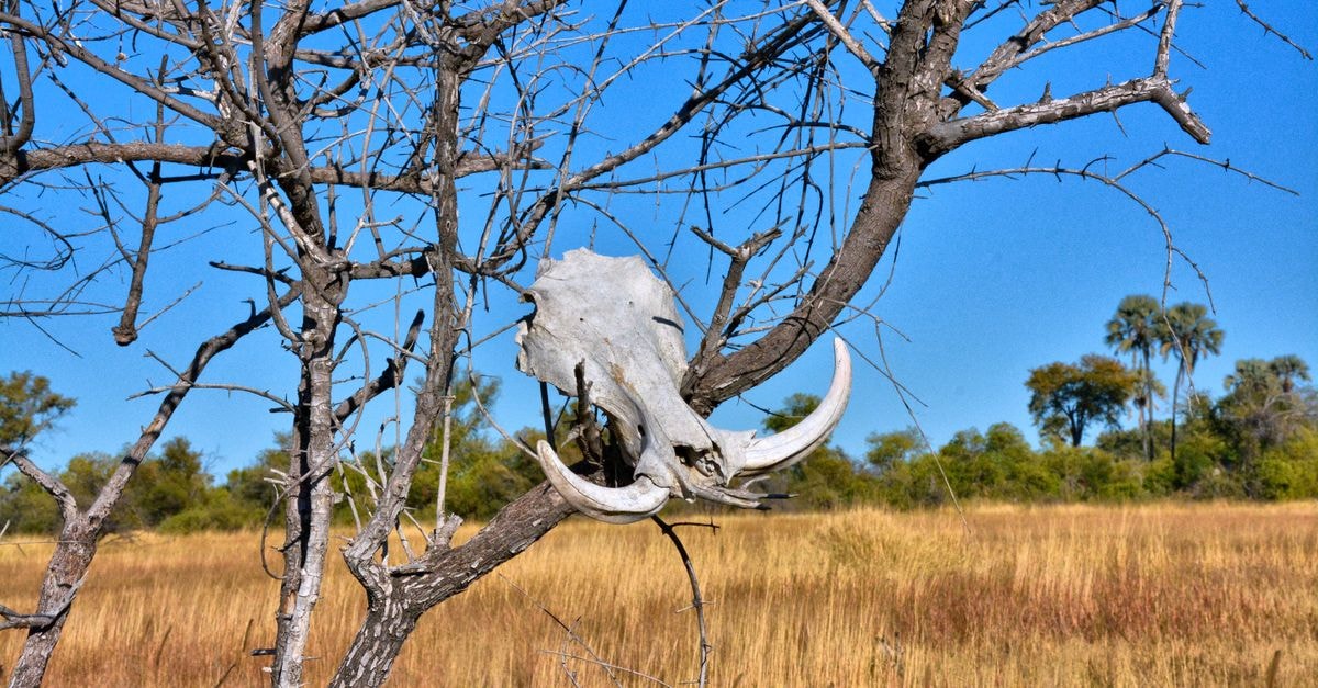 Maun Travel Guide: Safari Capital of Botswana A warthog skull hanging on a tree in the Botswana savanna under a clear blue sky.