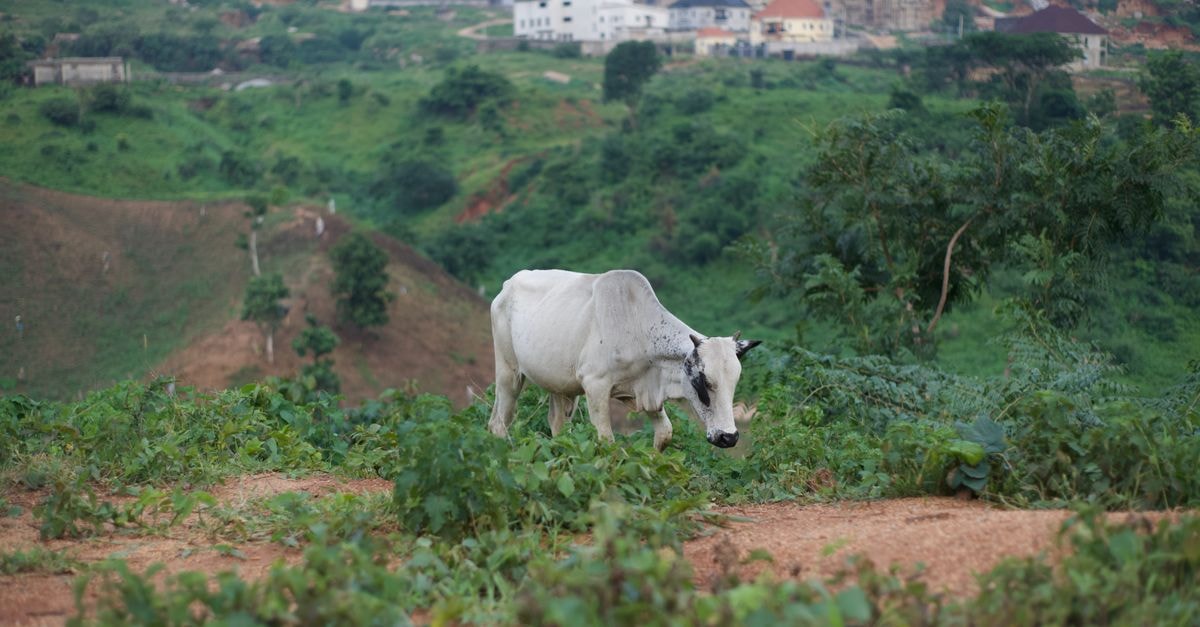 Sheraton Abuja Hotel in Abuja: A Property Rebranding Story A lone white cow grazes on lush green hills with buildings in Abuja, Nigeria.