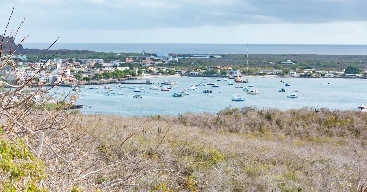 A coastal town overlooks a bay filled with various boats, surrounded by lush nature.