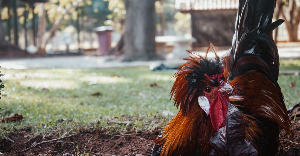 Close-up of a vibrant rooster resting in a farm setting in Cuiabá, Brazil.