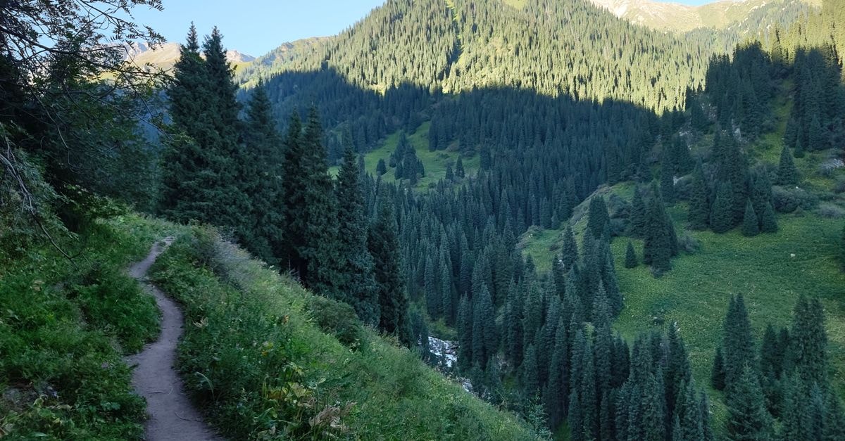 Explore the serene pine forests and mountain landscapes of Almaty, Kazakhstan.