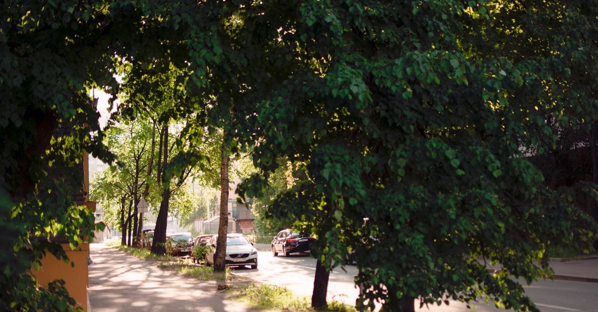 A serene urban street with lush green trees and parked cars, captured in the soft daylight of spring.