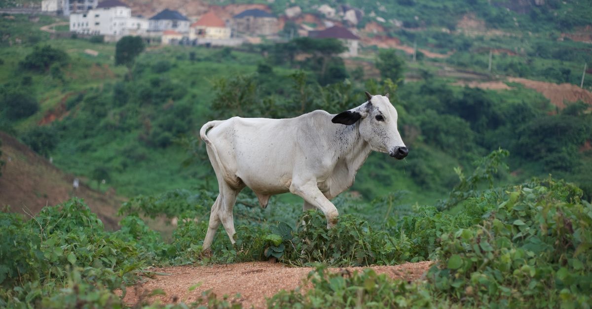 Abuja Continental Hotel in Abuja: Garden Sanctuary Meets City Skyline A white cow grazing in the lush green countryside of Abuja, Nigeria.
