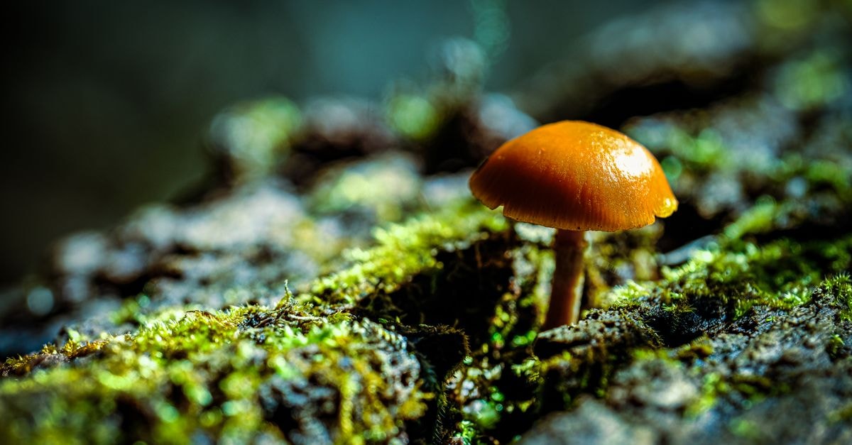 Hotel Greenville in Sinoe County, Liberia: A Riverside Stop Worth Knowing Close-up of an orange mushroom growing on a mossy log in Conestee Nature Preserve, Greenville, SC.