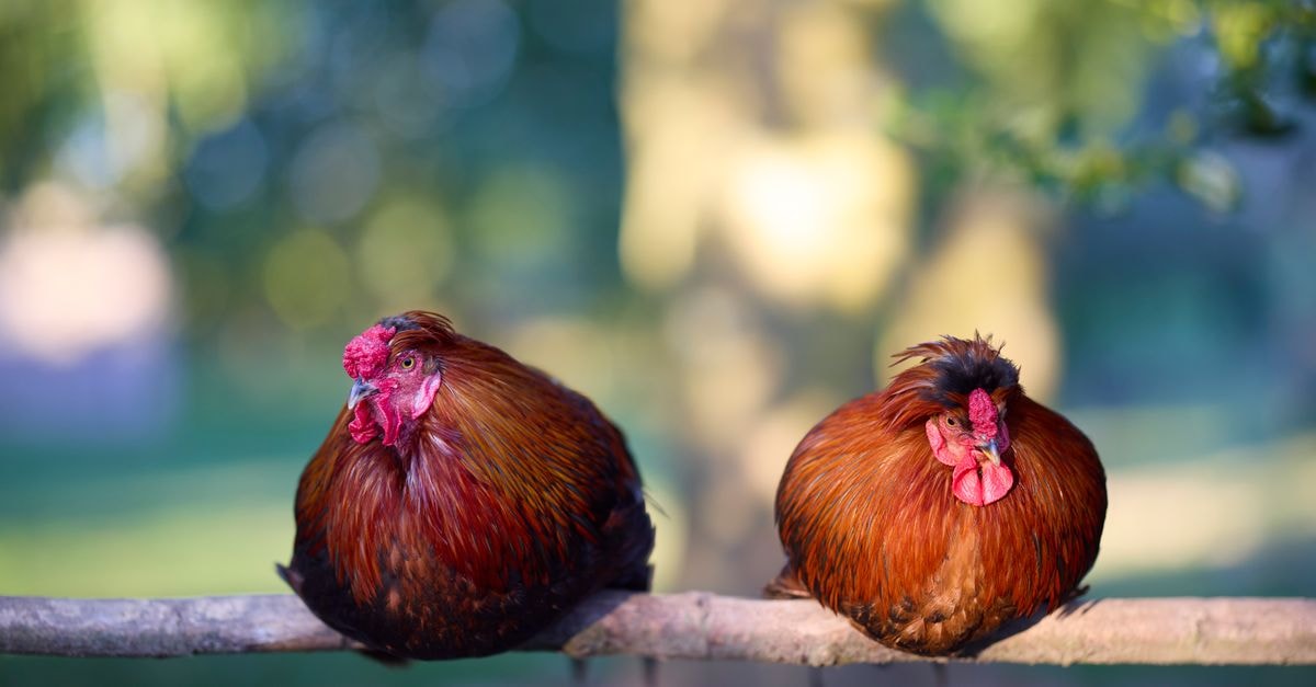 Two red roosters sitting on a branch in a natural outdoor setting.