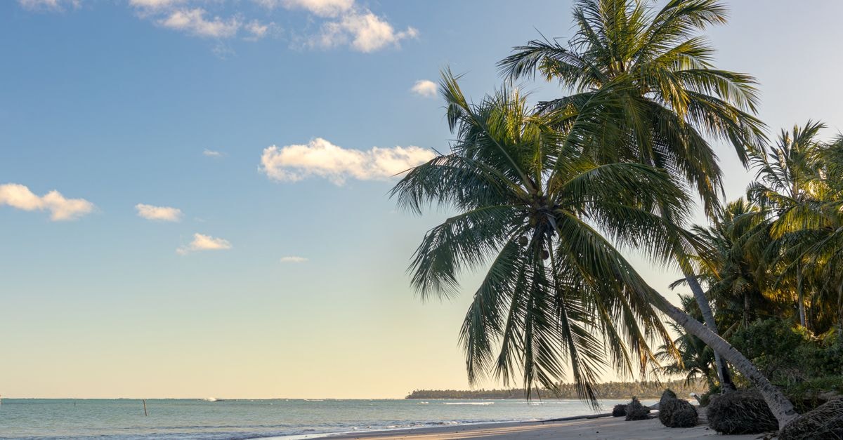 Maua Travel Guide: Planning Tips, Costs and Things to Do Scenic view of a tranquil beach with palm trees at São Miguel dos Milagres, Alagoas, Brazil. Perfect summer escape.