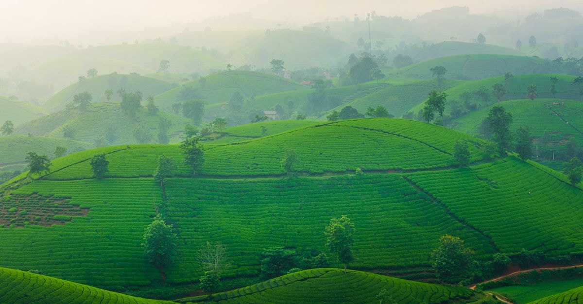 Kayanza Travel Guide: Highlands, Plantations, and Slow Burundi Days Lush green tea plantations stretch across misty hills in Vietnam's scenic highlands.