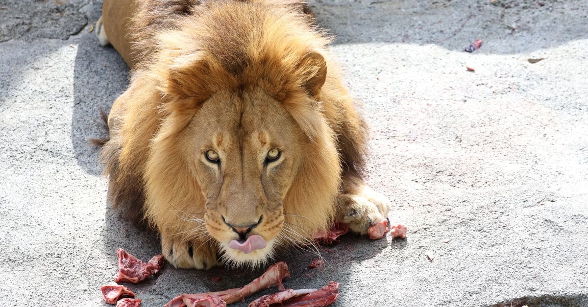 Cangzhou Travel Guide: Lions, Acrobatics, and Donkey Meat Male lion eating meat on stone ground in a zoo, showcasing its predatory nature.