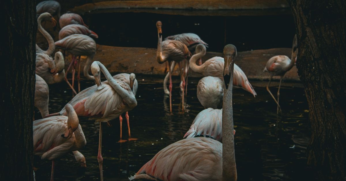 Flamingo in Korçë: A City-Center Base on Rruga e Veteranëve Group of flamingos gathered in shallow, dimly lit waters, showcasing their elegance.