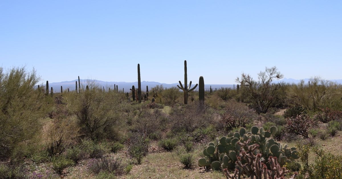 Tucson travel guide: desert light, deep food roots, easy ground Expansive desert landscape featuring iconic saguaro cacti under a clear blue sky in Tucson, Arizona.
