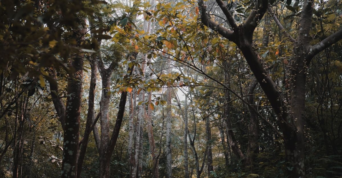 Mbaïki Travel Guide: Forest Trails and Quiet City Days A misty forest path with lush foliage and sunlight peeking through trees in Bandung, Indonesia.