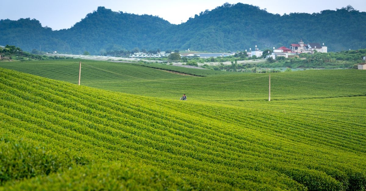 Wuyishan travel guide: tea country, river bends, and slow mountain days Vast green tea fields stretch towards distant hills under a clear sky, with a lone farmer tending the land.