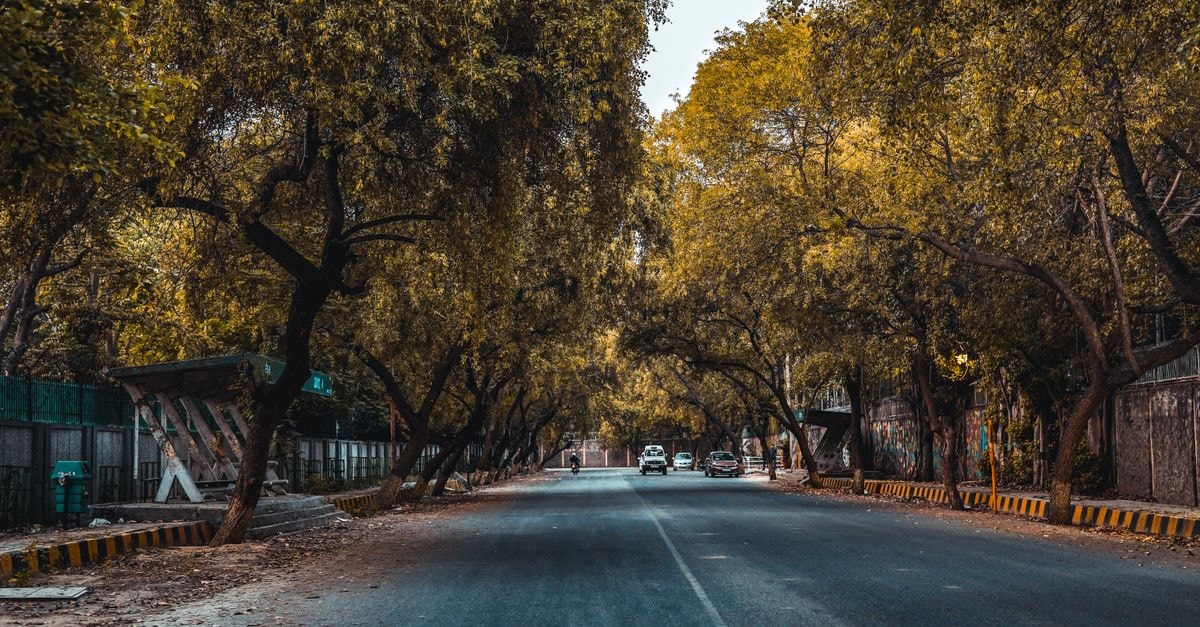 Islamabad travel guide: calm capital rhythms and getting around A peaceful street lined with lush trees, showcasing urban greenery.