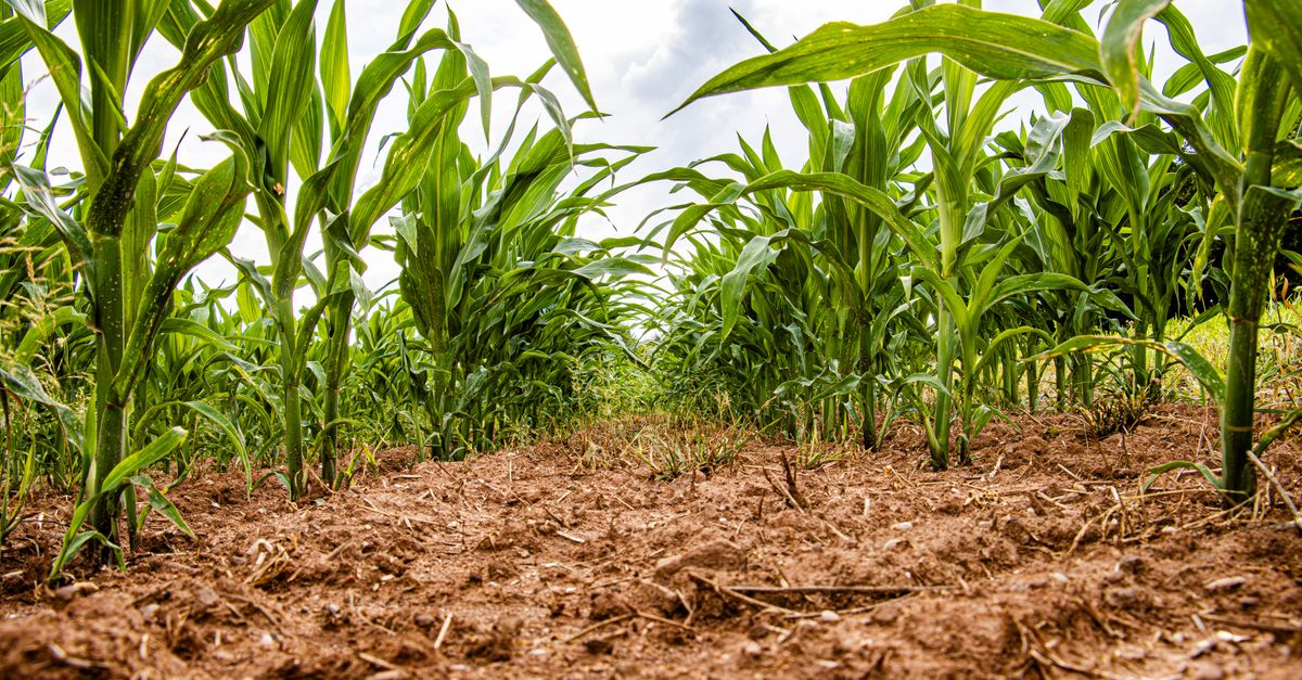 Pest threats to U.S. crops, Nigeria's 10-year agrifood plan and Ukraine soil remediation headline recent agriculture reporting Vivid green corn plants growing in a row in a German field during summer.