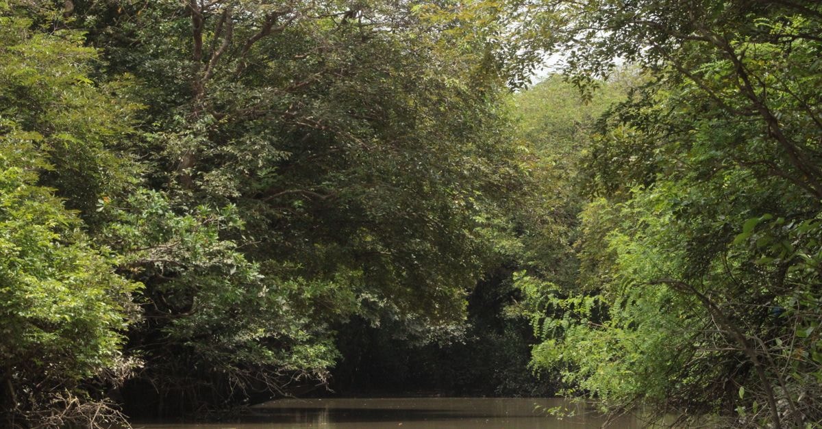 Visiting Faranah, Guinea: A Quiet Sahel-to-Forest Travel Guide Serene jungle river scene with dense foliage on a calm waterway.