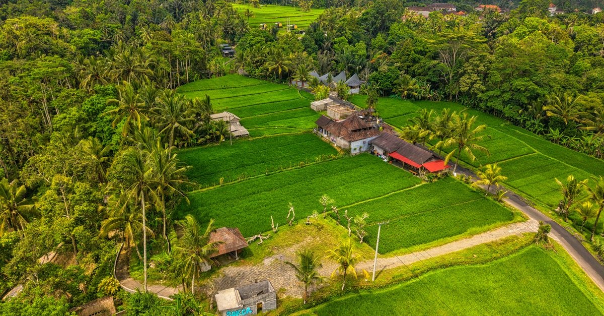 Buana Ubud Inn, Ubud — A Garden Guest House Near Ubud Palace Drone shot capturing vast green rice fields and palm trees in Bali, Indonesia.