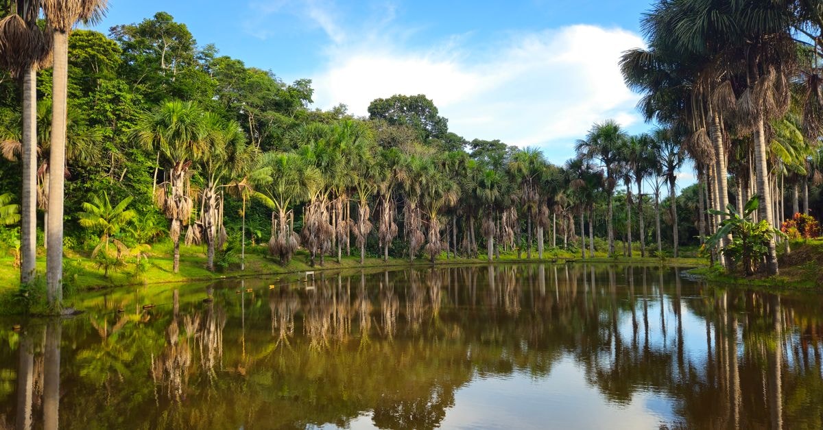Ananindeua Travel Guide: A Quiet Amazon Gateway Worth a Stop Peaceful lake surrounded by lush Amazon rainforest palm trees in Puerto Maldonado, Peru.