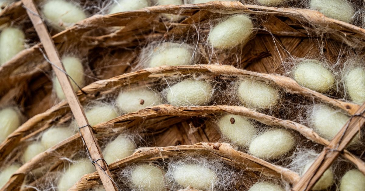 Cocoon Luxury Business Hotel in Dhanbad: Steps from the Railway Station Detailed view of silkworm cocoons nestled in traditional bamboo trays, showcasing natural textures.