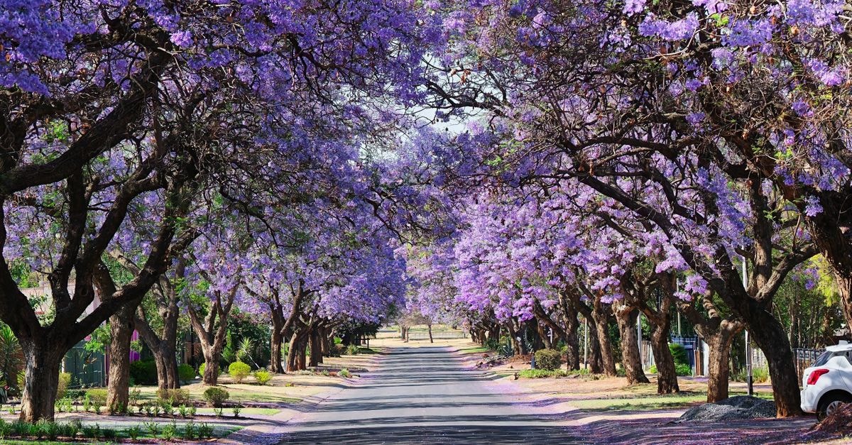 Bloemfontein Travel Guide: Planning Tips, Costs and Things to Do Scenic street view with jacaranda trees in full bloom forming a purple canopy in spring.