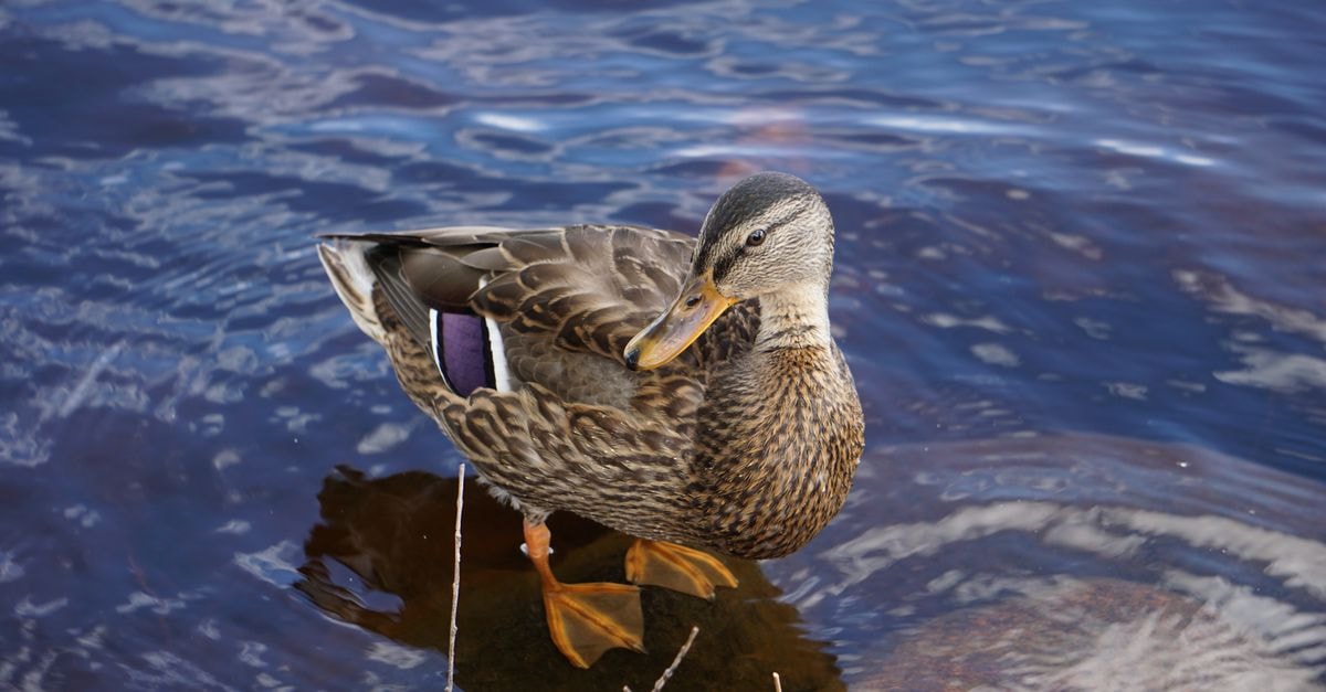 Scandic Joensuu in Joensuu: Central Stay on Kirkkokatu A detailed view of a Mallard duck standing in water in Joensuu, Finland.