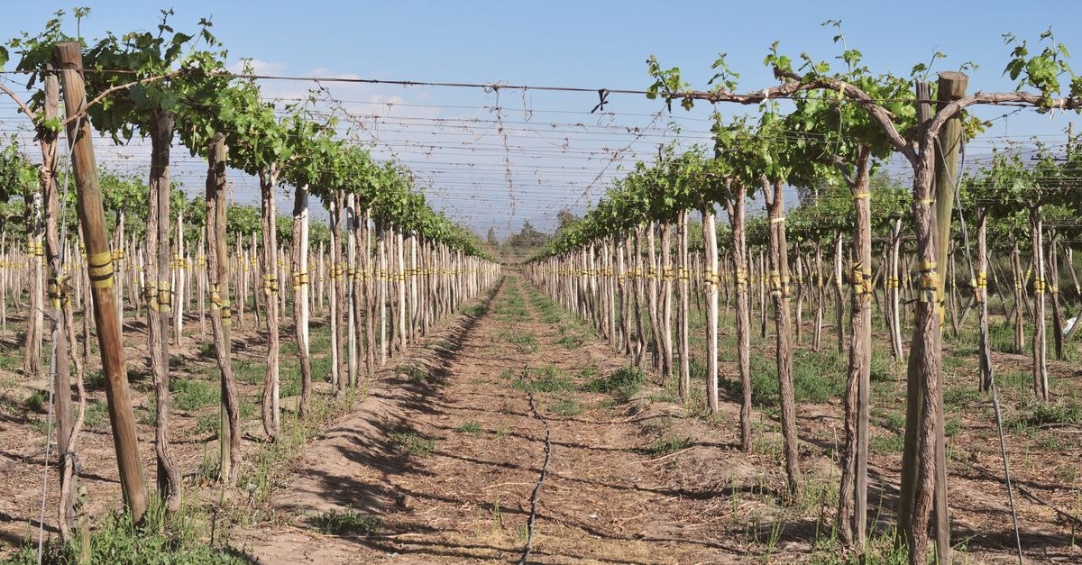 Canelones Travel Guide: A Low-Key Uruguayan Stop Between Vineyards and Coast Captivating view of vineyard rows under bright sunshine in Santiago Metropolitan Region, Chile.