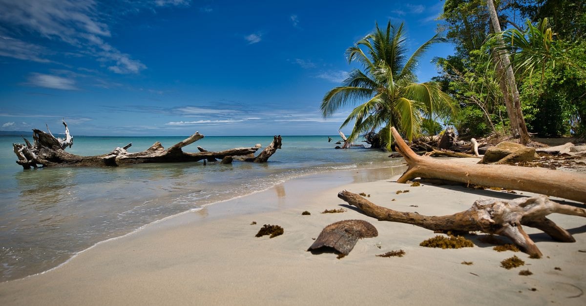 Puerto Limón Travel Guide: Planning Tips, Costs and Things to Do Explore the serene beauty of Limón's beach with tropical palm trees and driftwood under a clear blue sky.