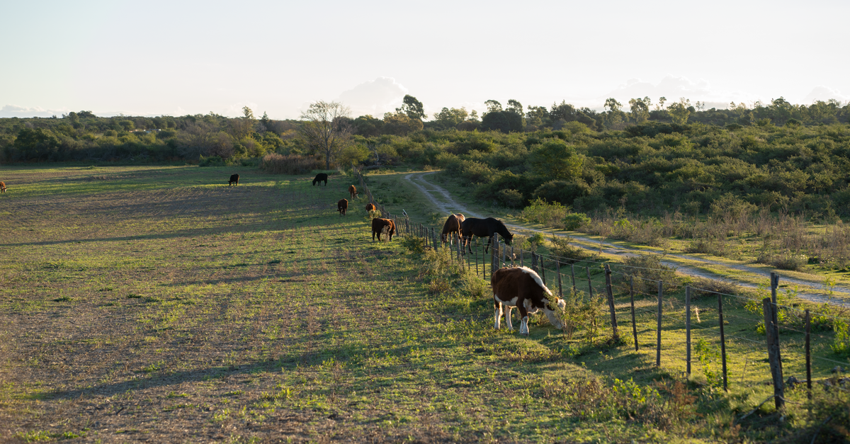 Grazing cattle in a rural Argentine farm landscape during fall season.