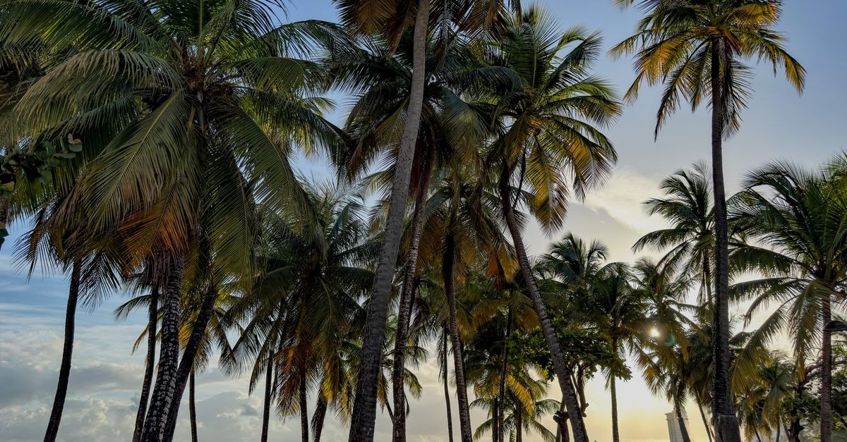 Sincelejo Travel Guide: A Warm Caribbean Capital Worth Discovering Palm trees silhouetted against the sunrise on a San Juan beach, Puerto Rico.
