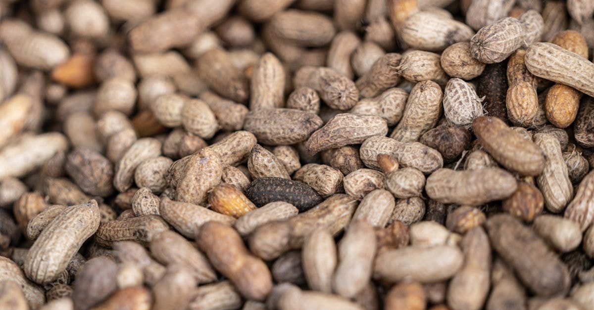 Peanut-Shell Pesticide Filter and Self-Repairing Fungal Textile Mark Sustainable Materials Advances A detailed close-up of fresh organic peanuts in their natural shell, showcasing texture.