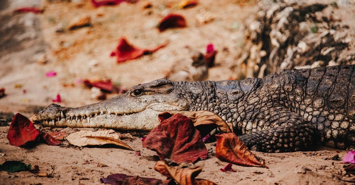 Premium Inn Hotel Mombasa in Mombasa: Refined Living on Mombasa Island Close-up of a crocodile on sandy ground surrounded by autumn leaves in Mombasa, Kenya.