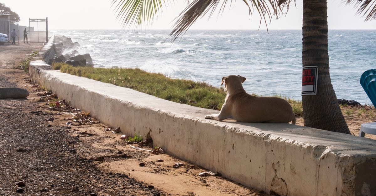 A dog lounging under a palm tree on a coastal pathway in Montego Bay, Jamaica.