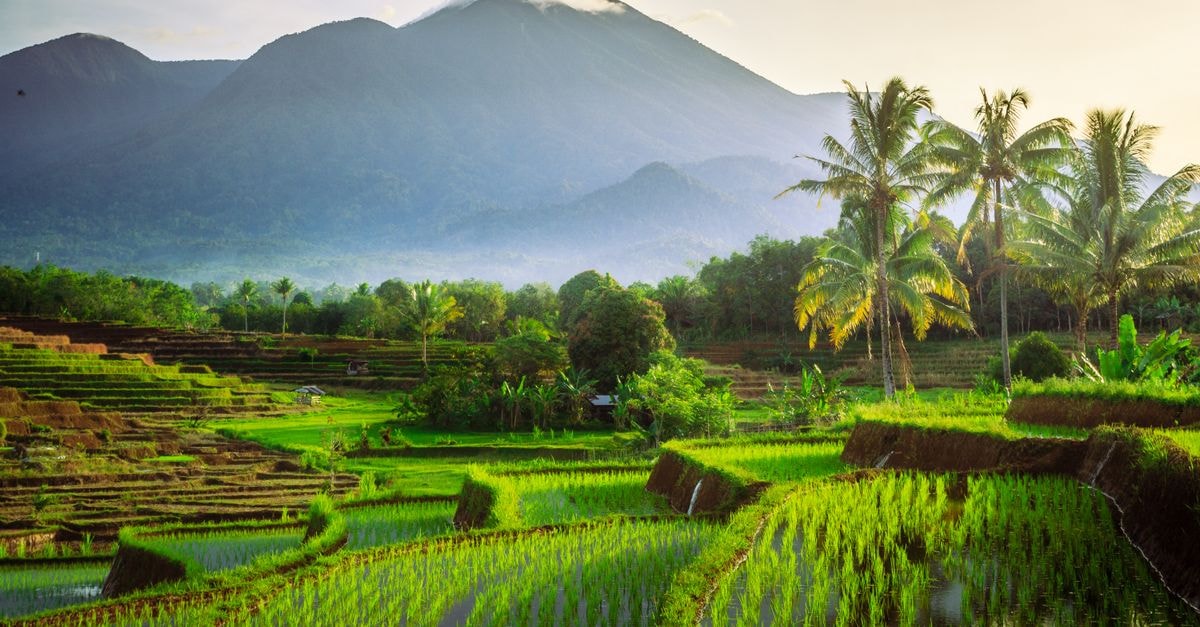 Dena Hotel in Bengkulu: Tiled-Roof Simplicity Near the City Lush rice terraces against a backdrop of mountains in Bengkulu, Indonesia.