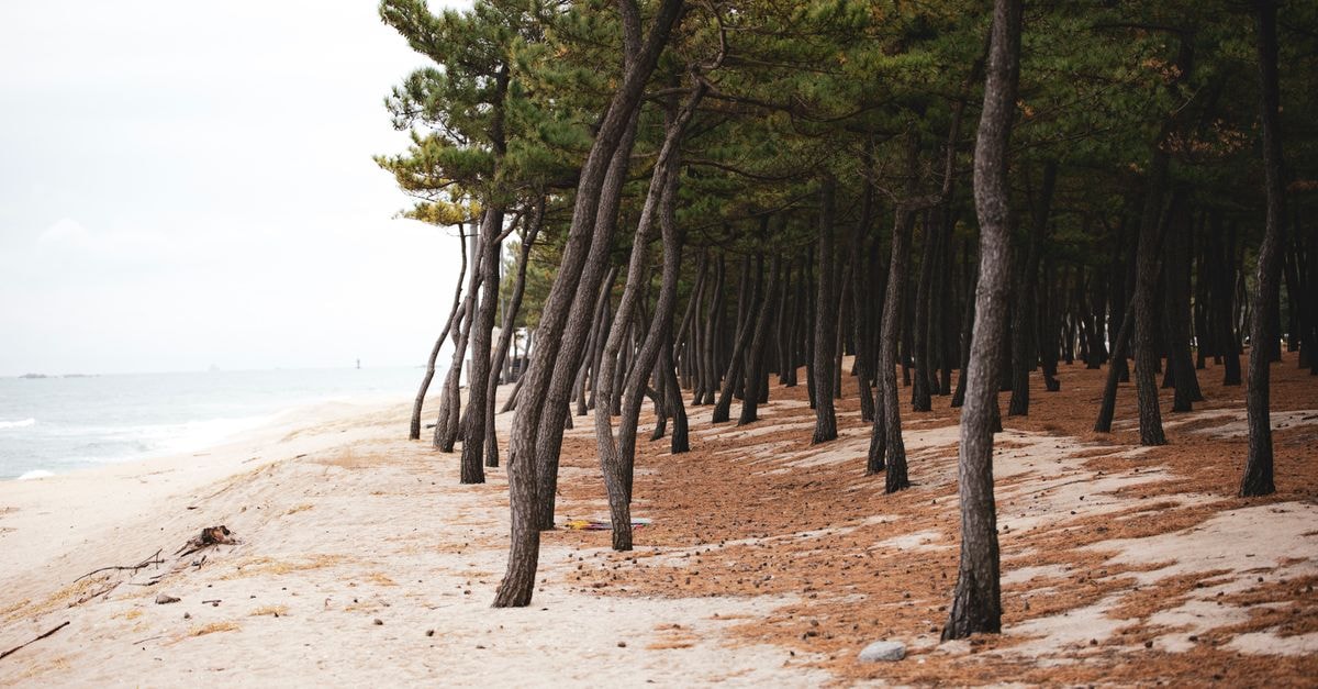Tranquil pine forest along the sandy shoreline in Gangneung, South Korea.