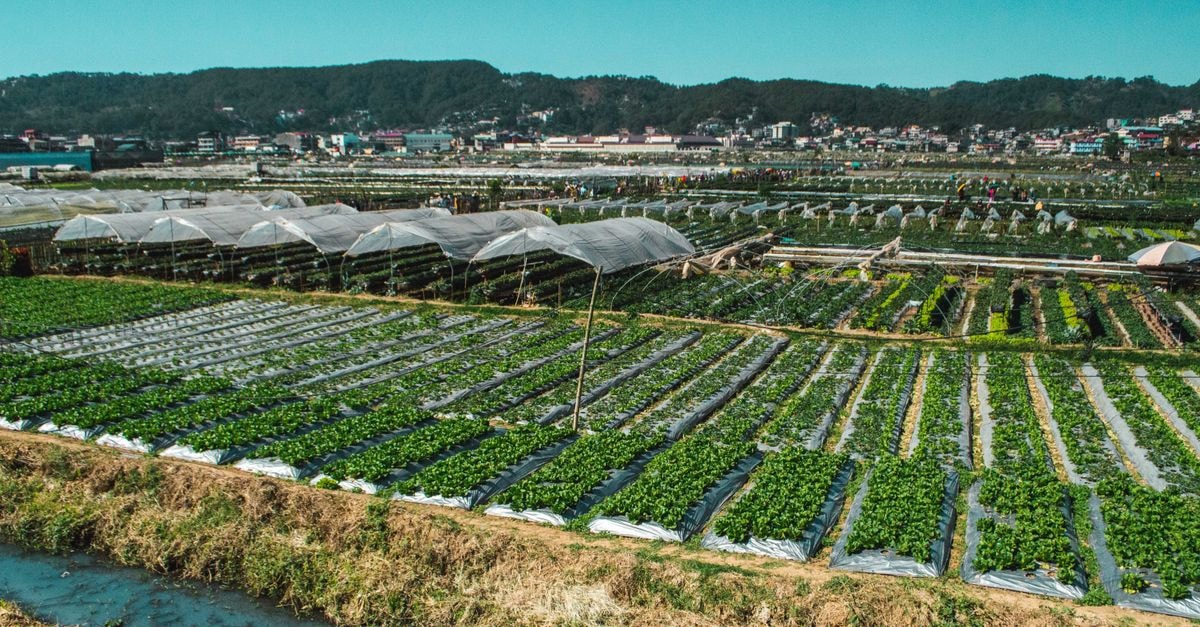 Tarlac City Travel Guide: Planning Tips, Costs and Things to Do Expansive view of strawberry fields under blue skies in La Trinidad, Philippines.