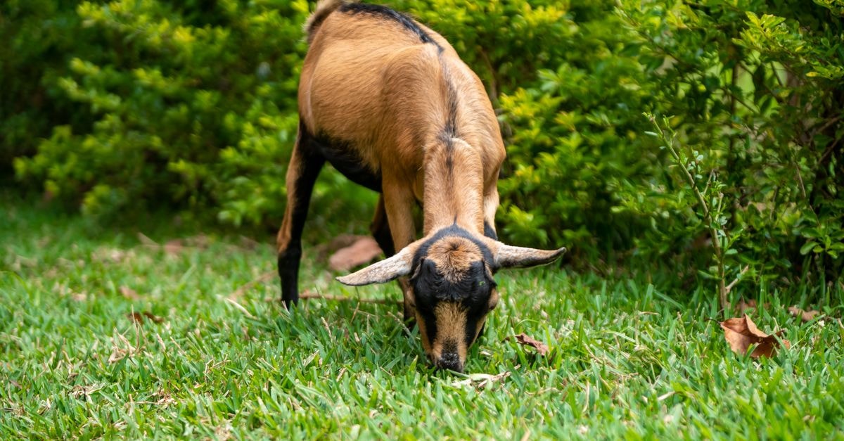 Florida Guest House, Busia: A Heart-of-Town Landmark with Skyline Views A brown goat grazing peacefully on vibrant green grass with lush bushes in Busia, Kenya.