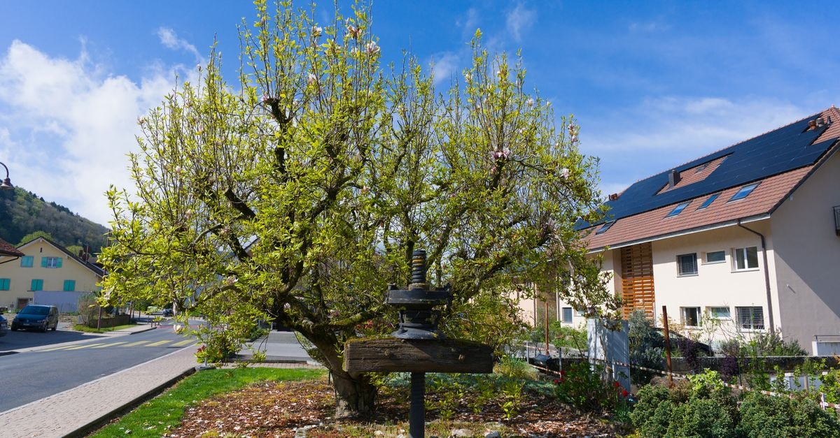 Idyllic Swiss village scene with a lush green tree and residential homes on a sunny spring day.