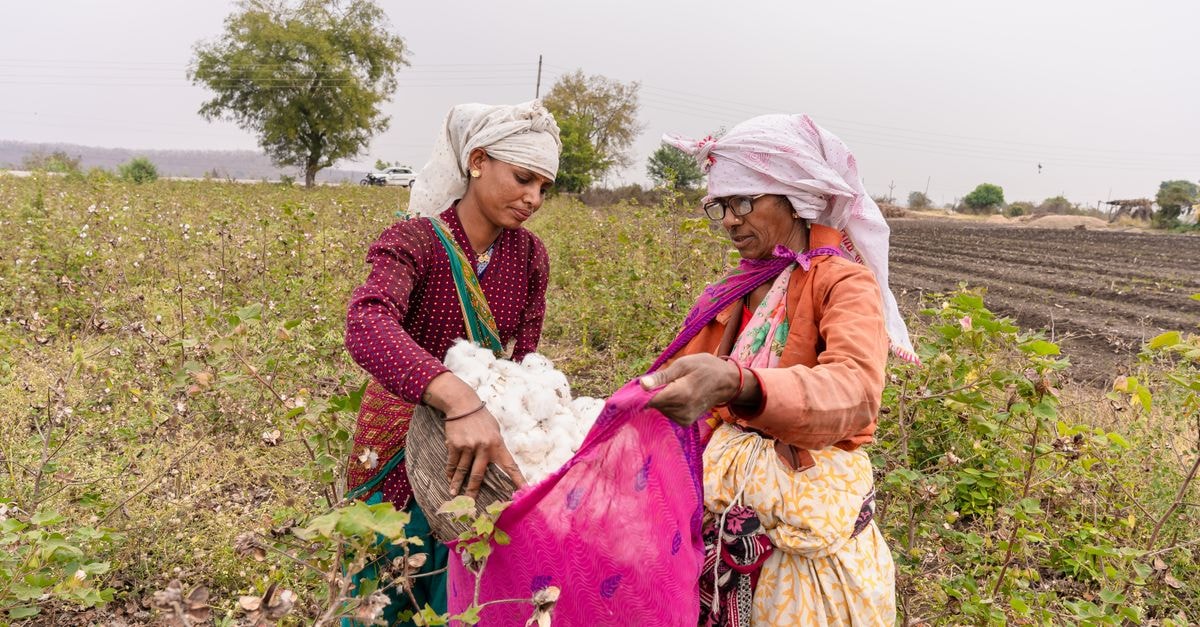 Nawabshah Travel Guide: Cotton Fields, Sindhi Biryani, and Slow Sindh Two Indian women gather cotton in a field near Nagpur, capturing the essence of rural agriculture.