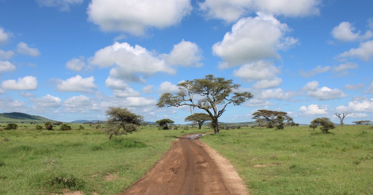 A Quiet Stop in Kibaha: An Honest Tanzania Travel Guide Dirt road through the lush Serengeti landscape in Tanzania with acacia trees under a bright sky.