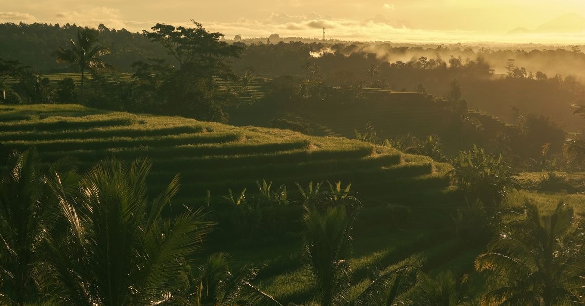 Hostel Ubud, Bali: A Quiet Jalan Dewisita Pocket in Central Ubud Scenic view of Bali rice terraces bathed in golden sunrise light.