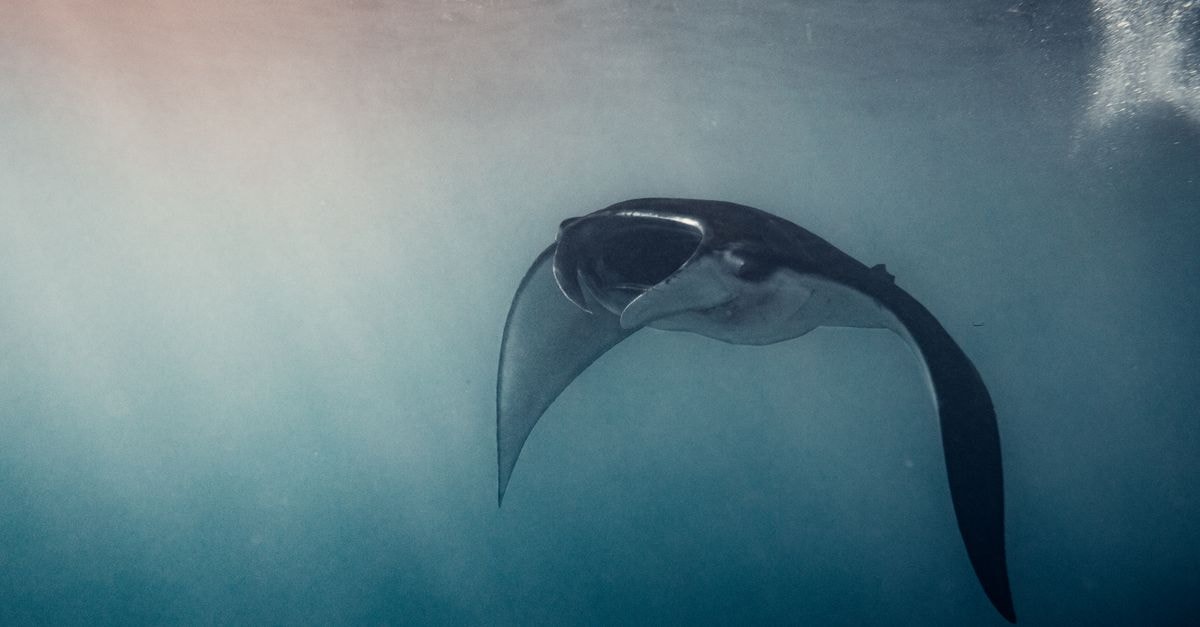 Manta Travel Guide: Planning Tips, Costs and Things to Do A mesmerizing photo of a manta ray gliding through the ocean waters off Bali, Indonesia.