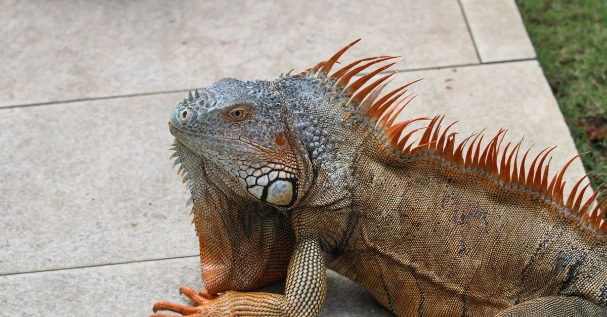 AC Hotel by Marriott Punta Cana in Punta Cana: Modern Stay Near Plaza Paseo Colonial Close-up of a green iguana basking in natural sunlight in Punta Cana.