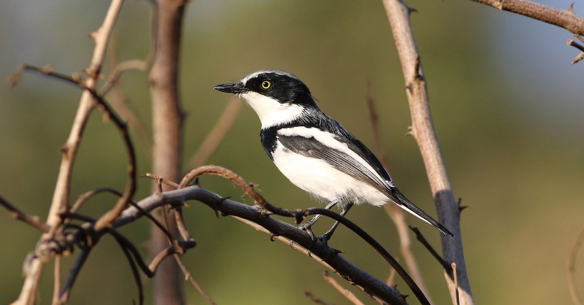 A Chinspot Batis bird perched on a thorny branch, captured in the wild, showcasing its detailed plumage.